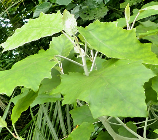 Brachyglottis repanda