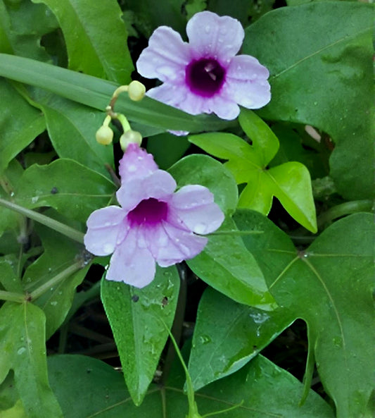 Ipomoea mauritiana