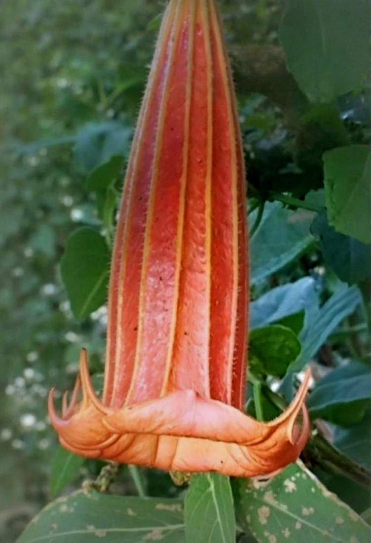 Brugmansia vulcanicola