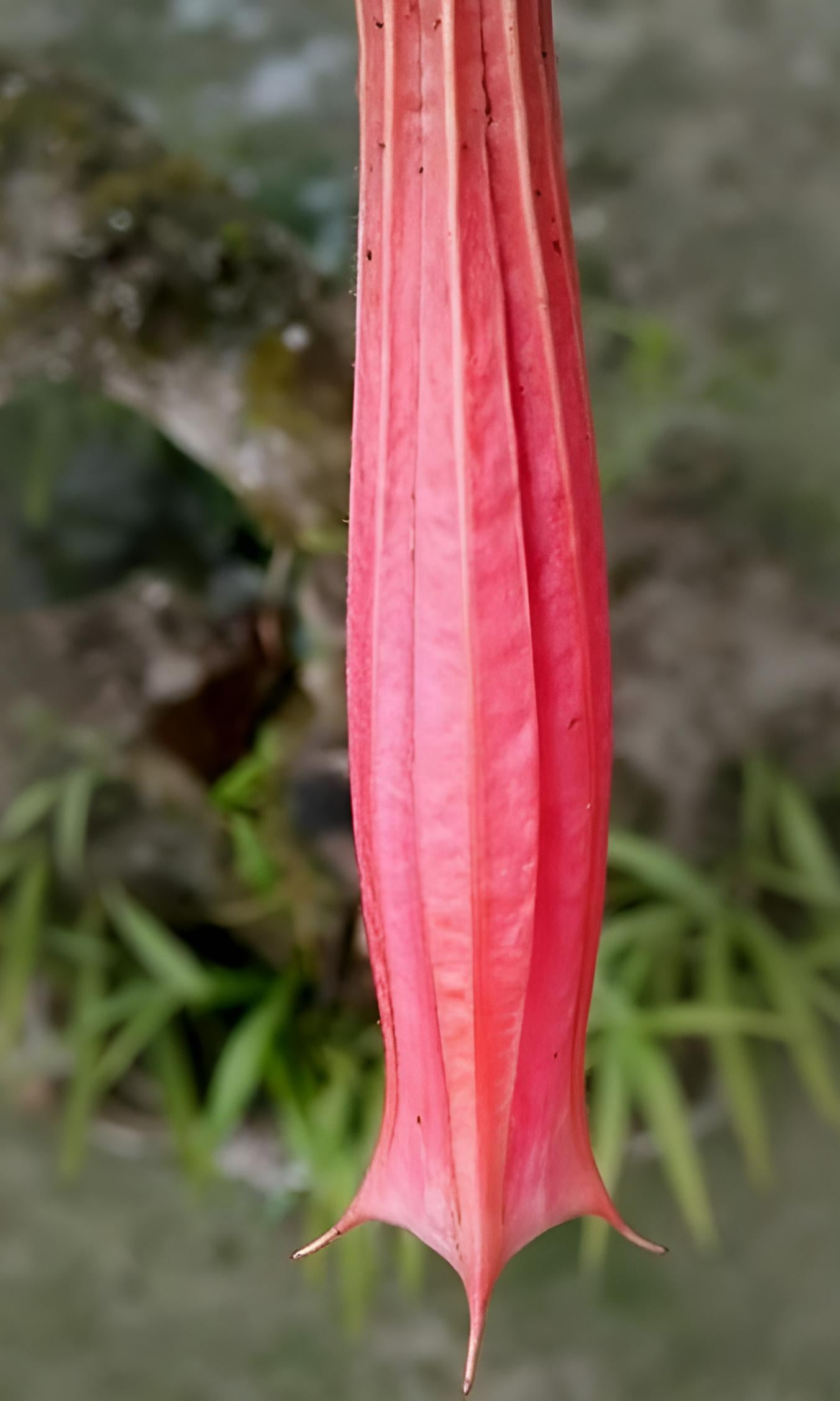 Brugmansia vulcanicola 'Ibarra'