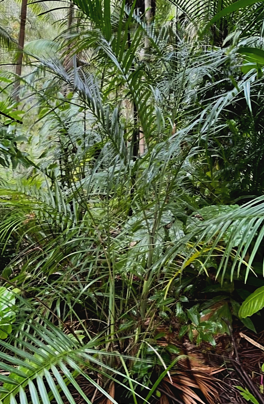 Chamaedorea radicalis