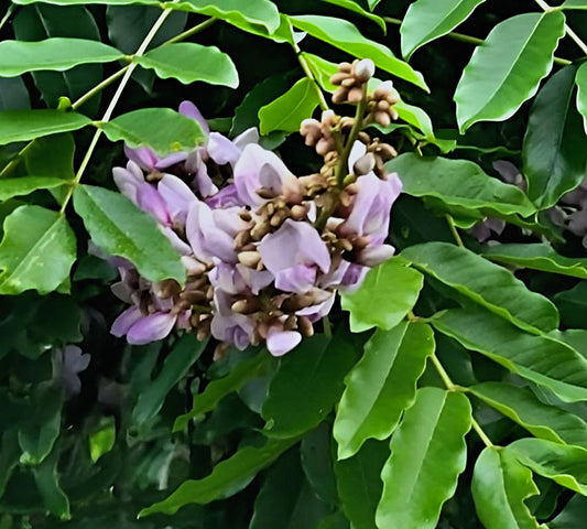 Millettia grandis