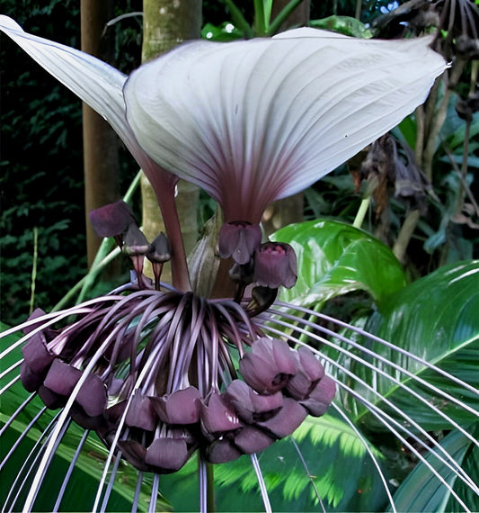 Tacca integrifolia