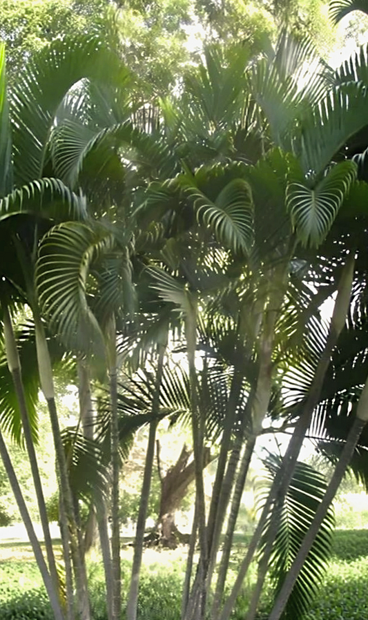Dypsis lutescens