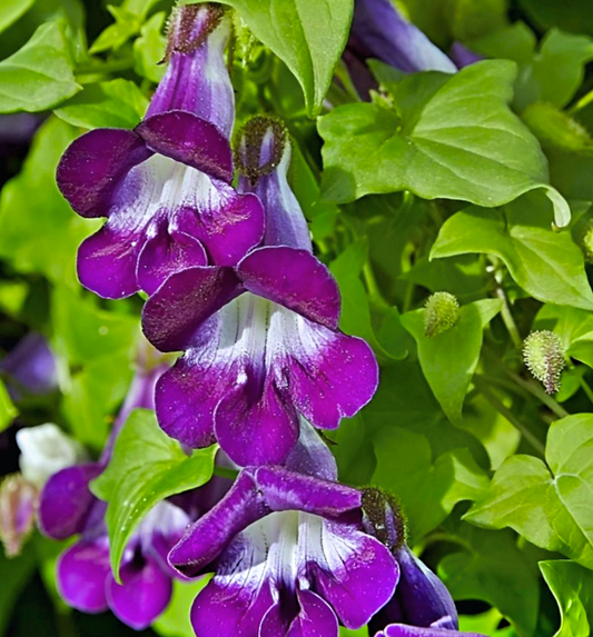 Asarina barclayana