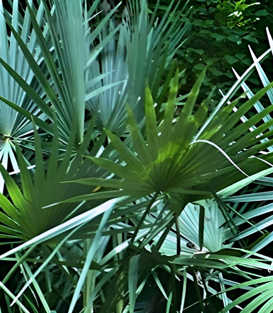Sabal minor Cape Hatteras
