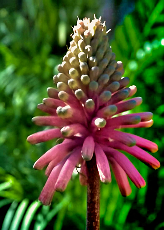Veltheima bracteata