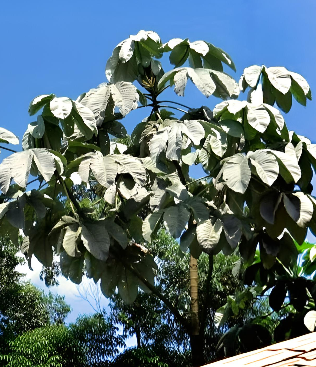 Cecropia telenitida