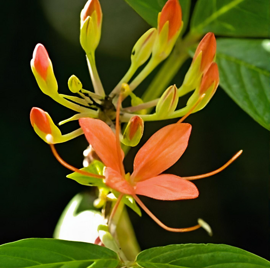 Cleome decipiens