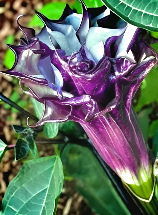 Datura metel Double Purple