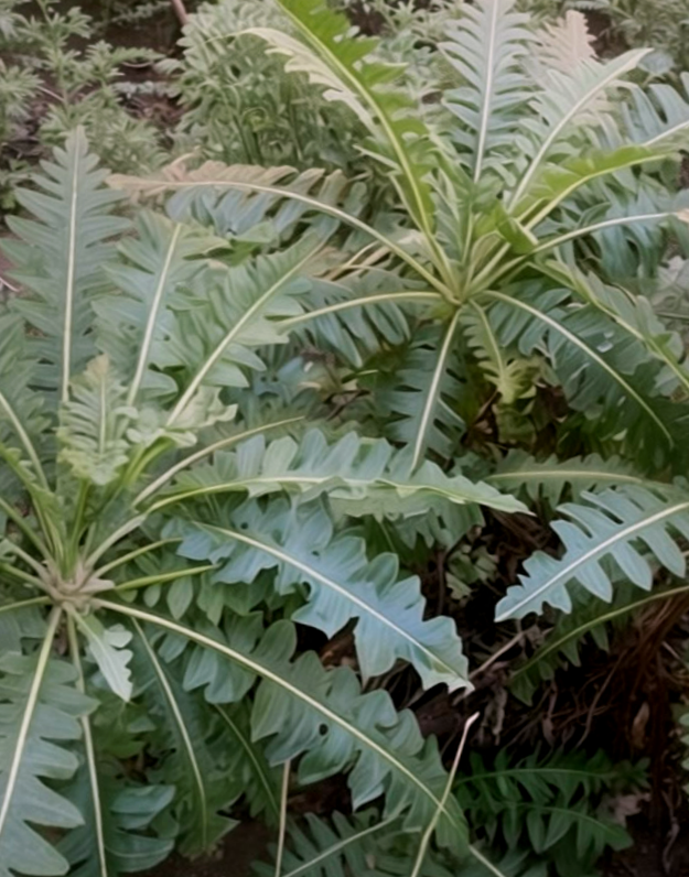 Sonchus hierrensis