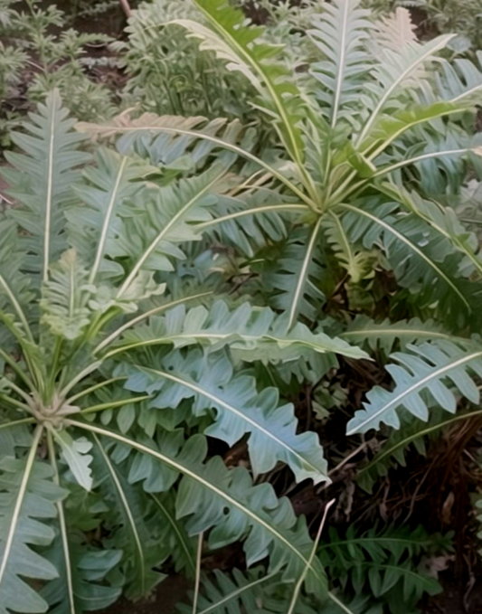 Sonchus hierrensis
