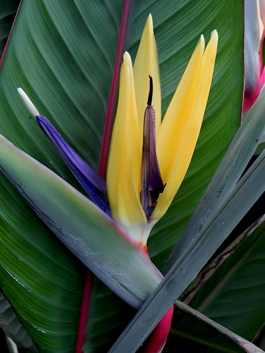 Strelitzia reginae - Mandelas Gold