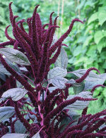 Amaranthus cruentus Oeschburg