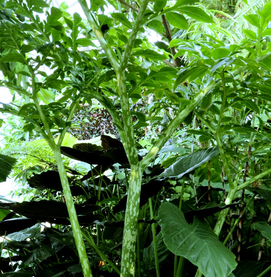 Amorphophallus paenoniifolius