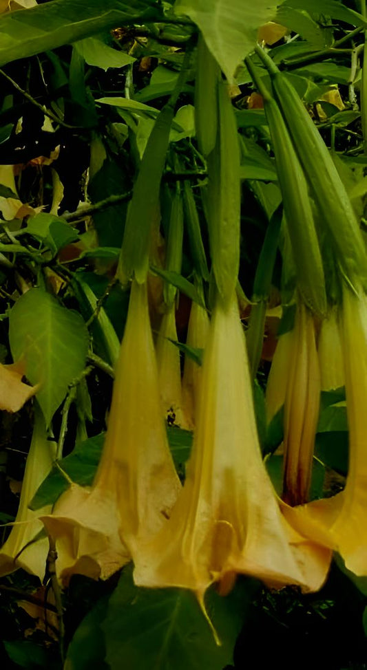 Brugmansia versicolor