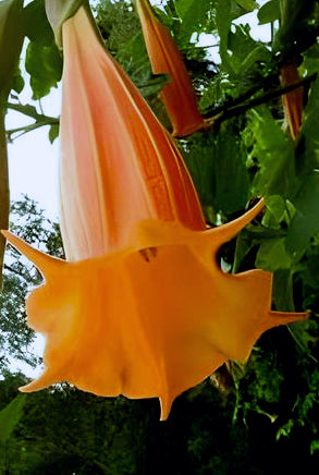 Brugmansia vulcanicola 'Orange'