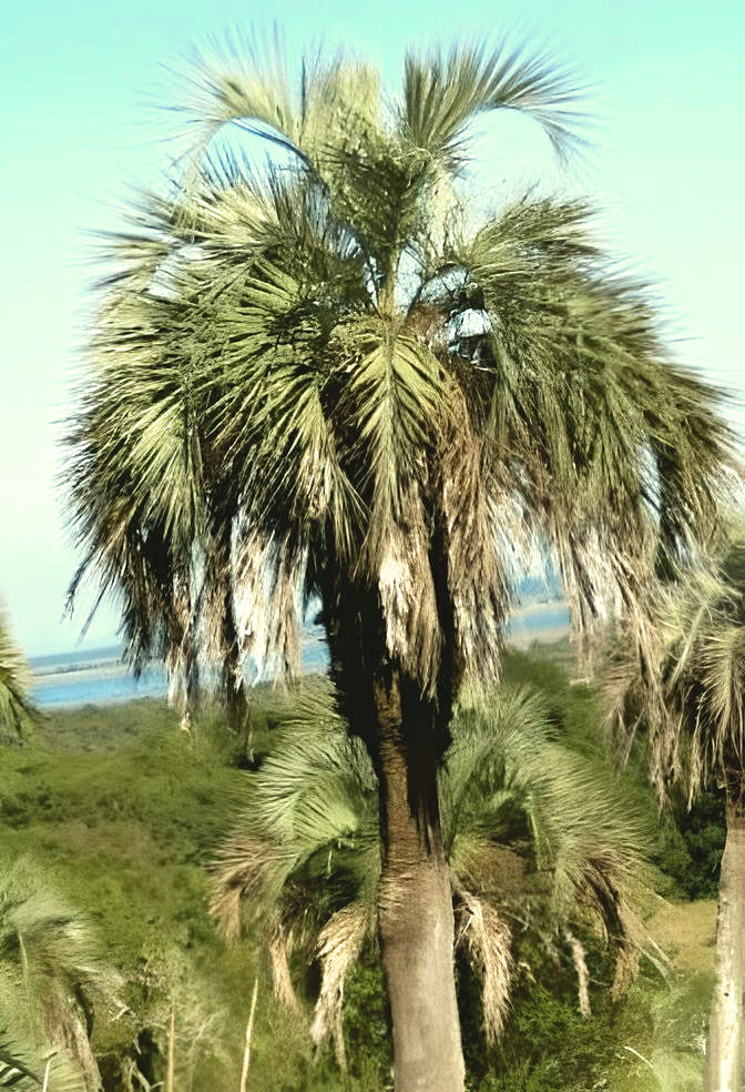 Butia capitata var odorata