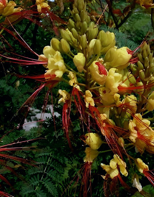 Caesalpinia gilliesii