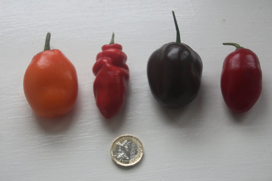 Capsicum pubescens Collection