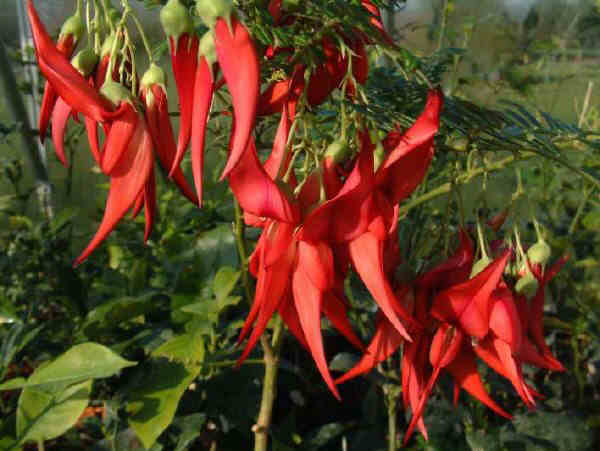 Clianthus puniceus