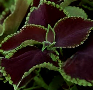 Coleus premium sun chocolate mint