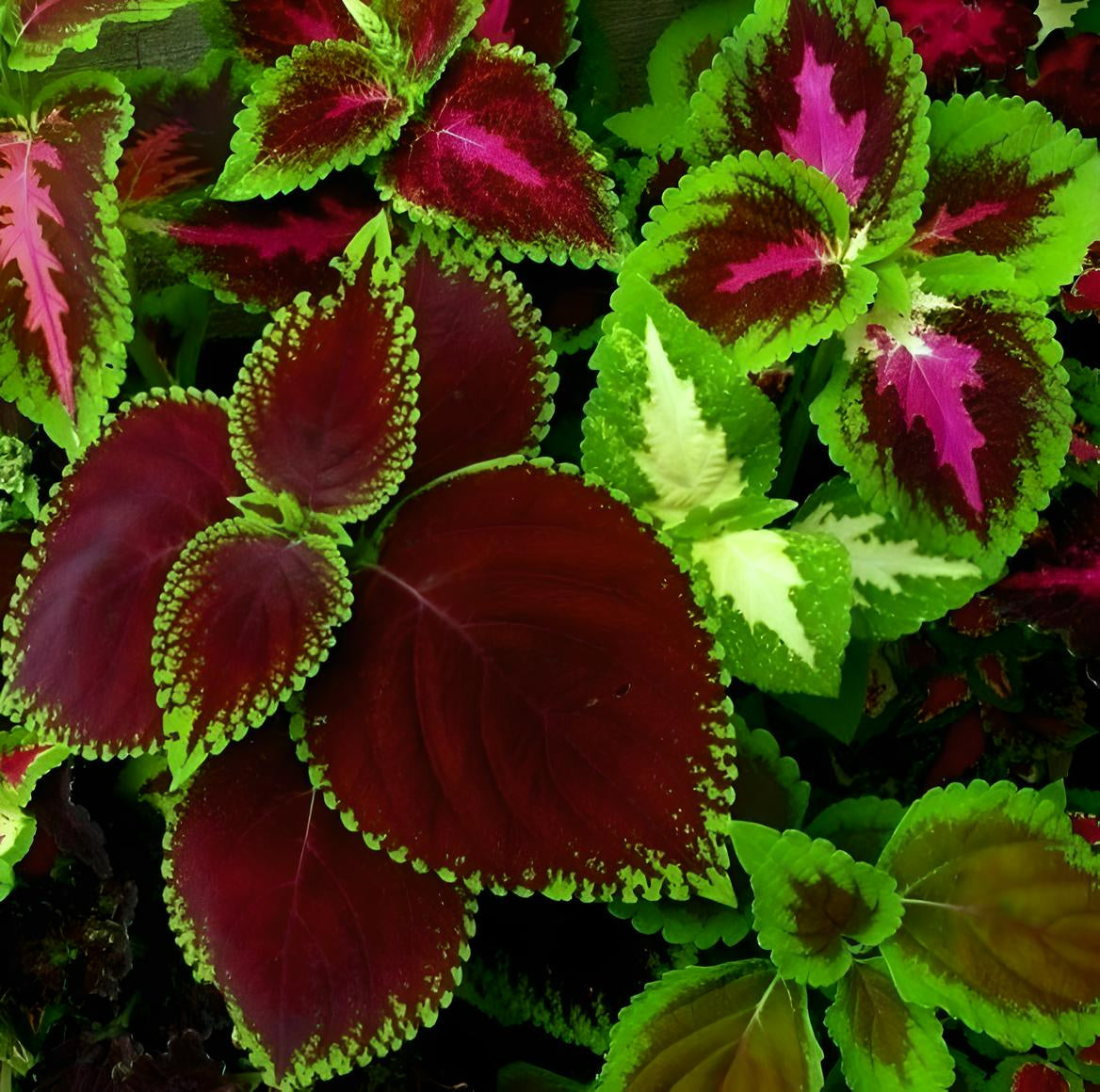 Coleus Rainbow