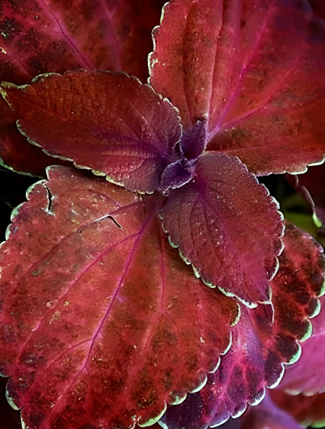 Coleus Super Rainbow Red Velvet