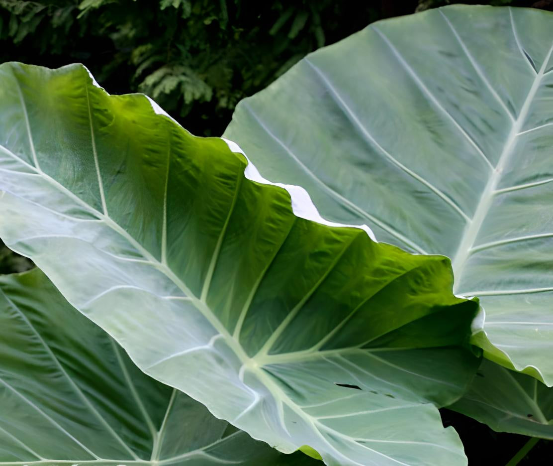 Leucocasia gigantea 'Thailand Giant'