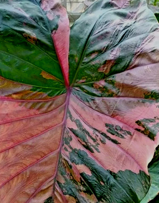 Colocasia esculenta hybrids