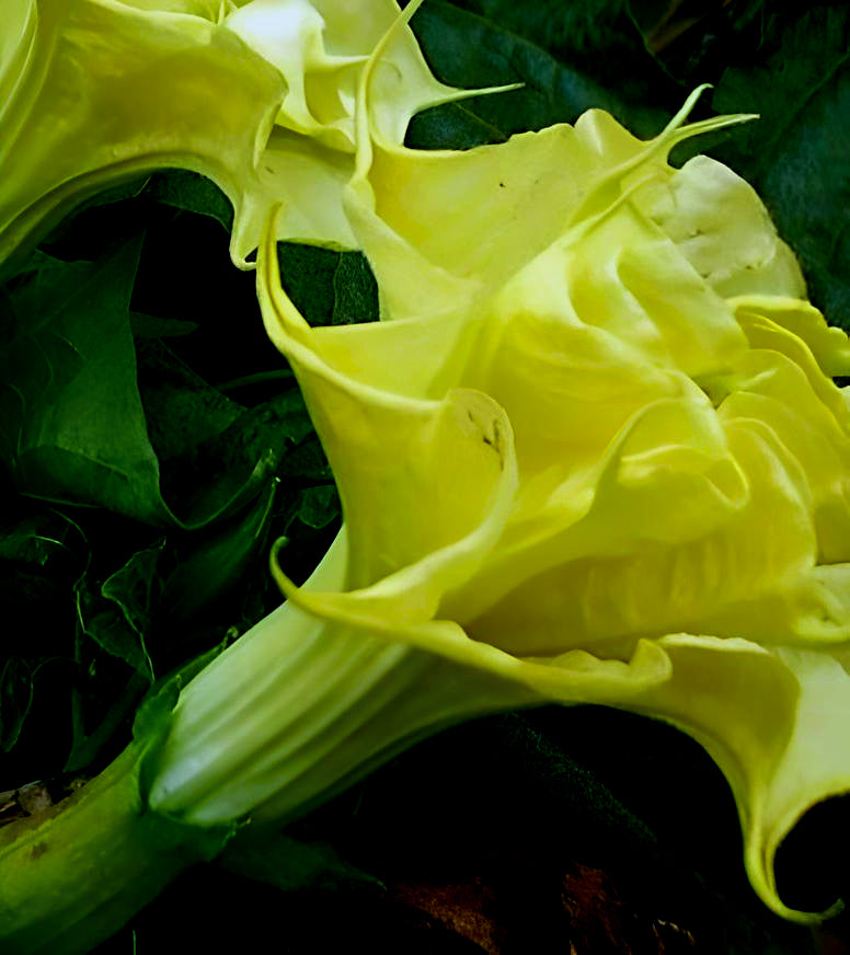 Datura metel Double Yellow