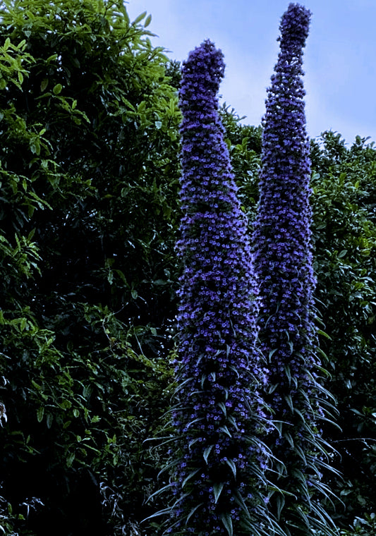 Echium pininana Blue Steeple