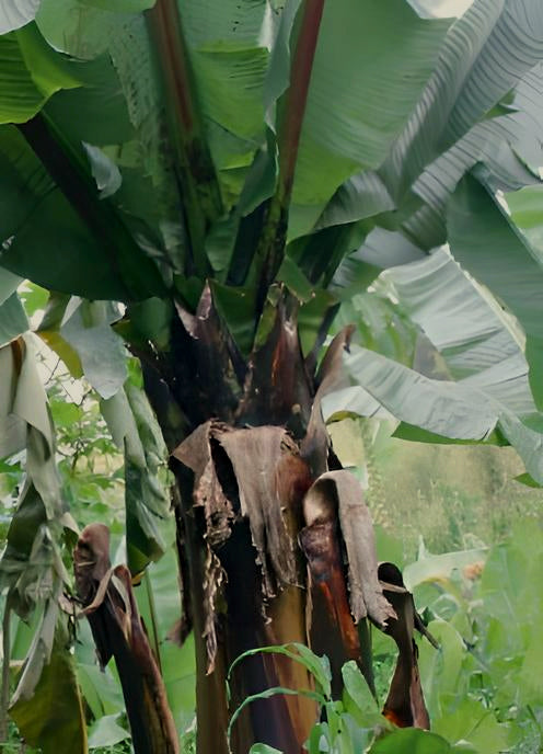 Ensete ventricosum large seed