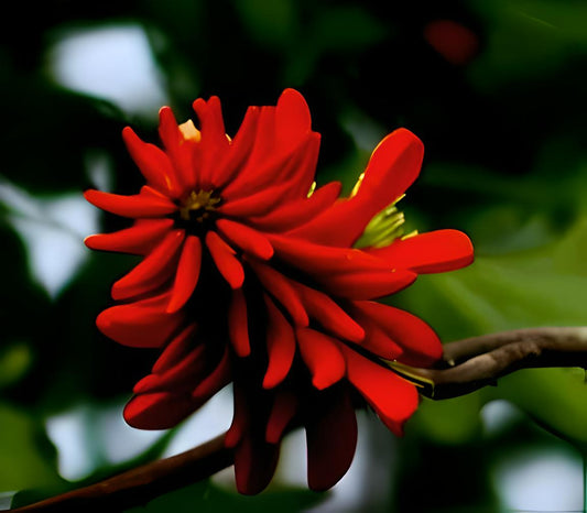 Erythrina livingstoniana