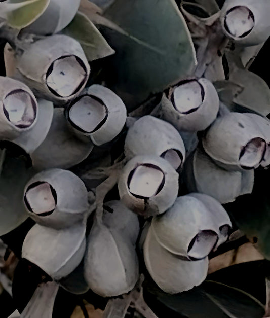 Eucalyptus pleurocarpa