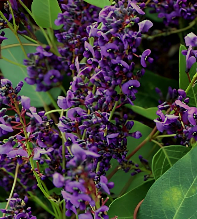 Hardenbergia violacea climbing form