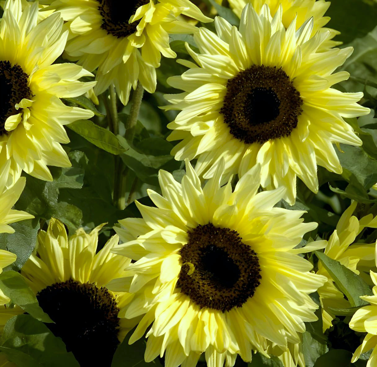 Helianthus Garden Statement