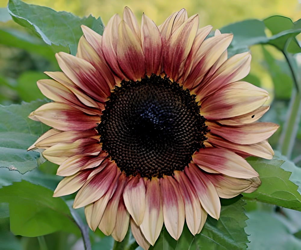 Helianthus Pro Cut Plum