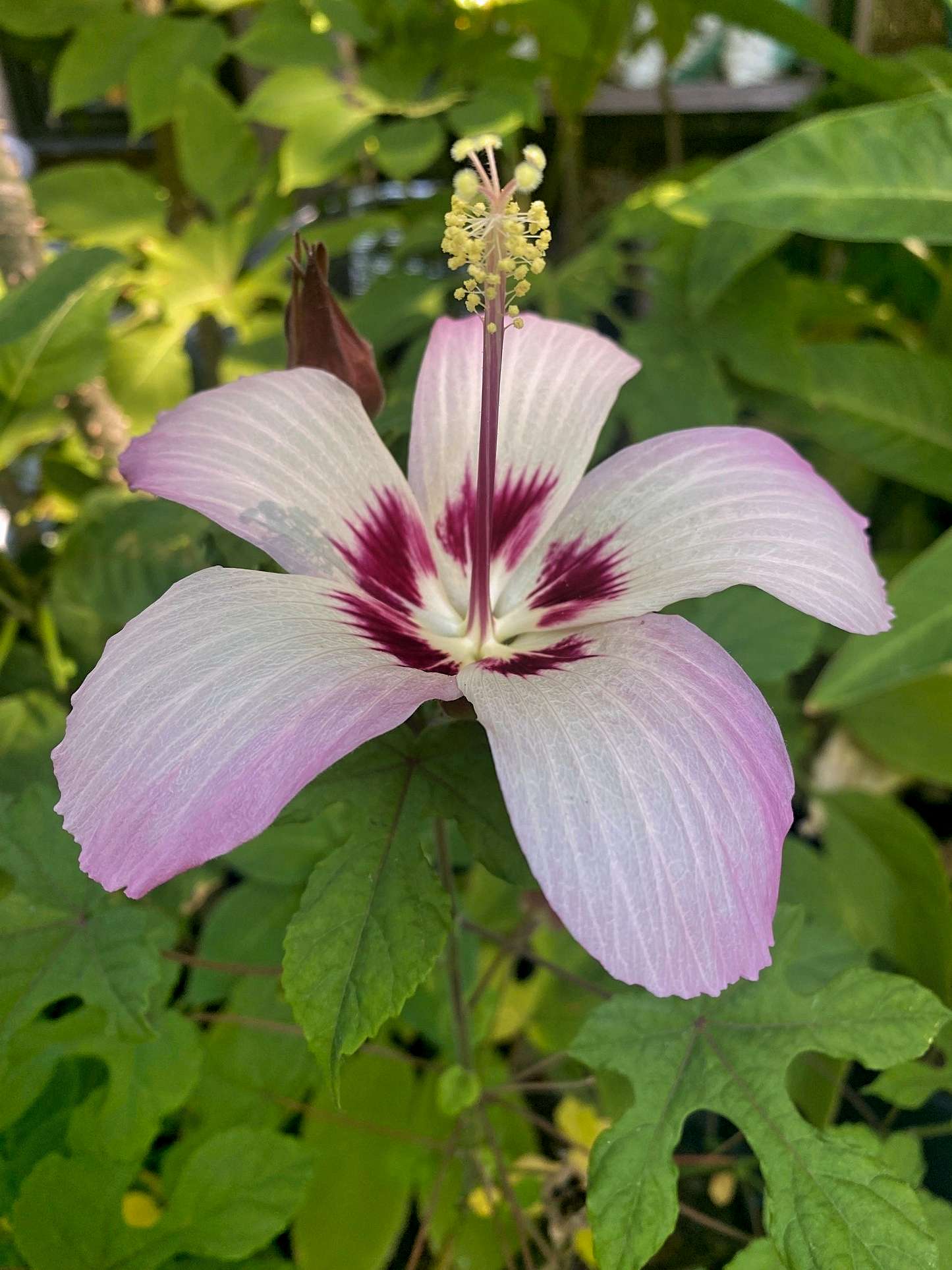 Hibiscus cameronii
