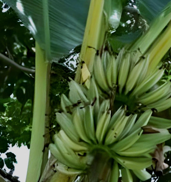 Musa balbisiana gigantea