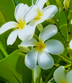 Plumeria alba