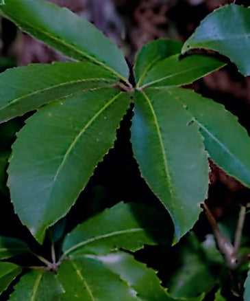 Pseudopanax arboreus