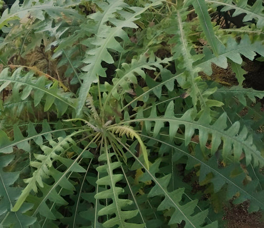 Sonchus canariensis