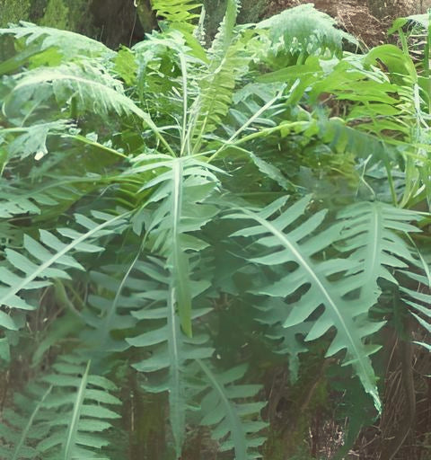 Sonchus palmensis