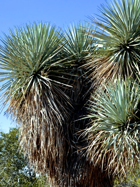 Yucca rigida