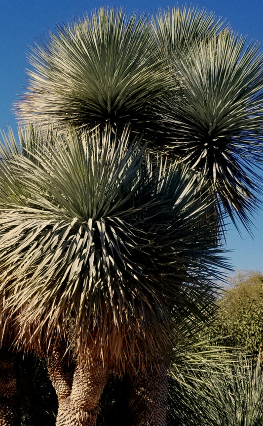 Yucca rostrata