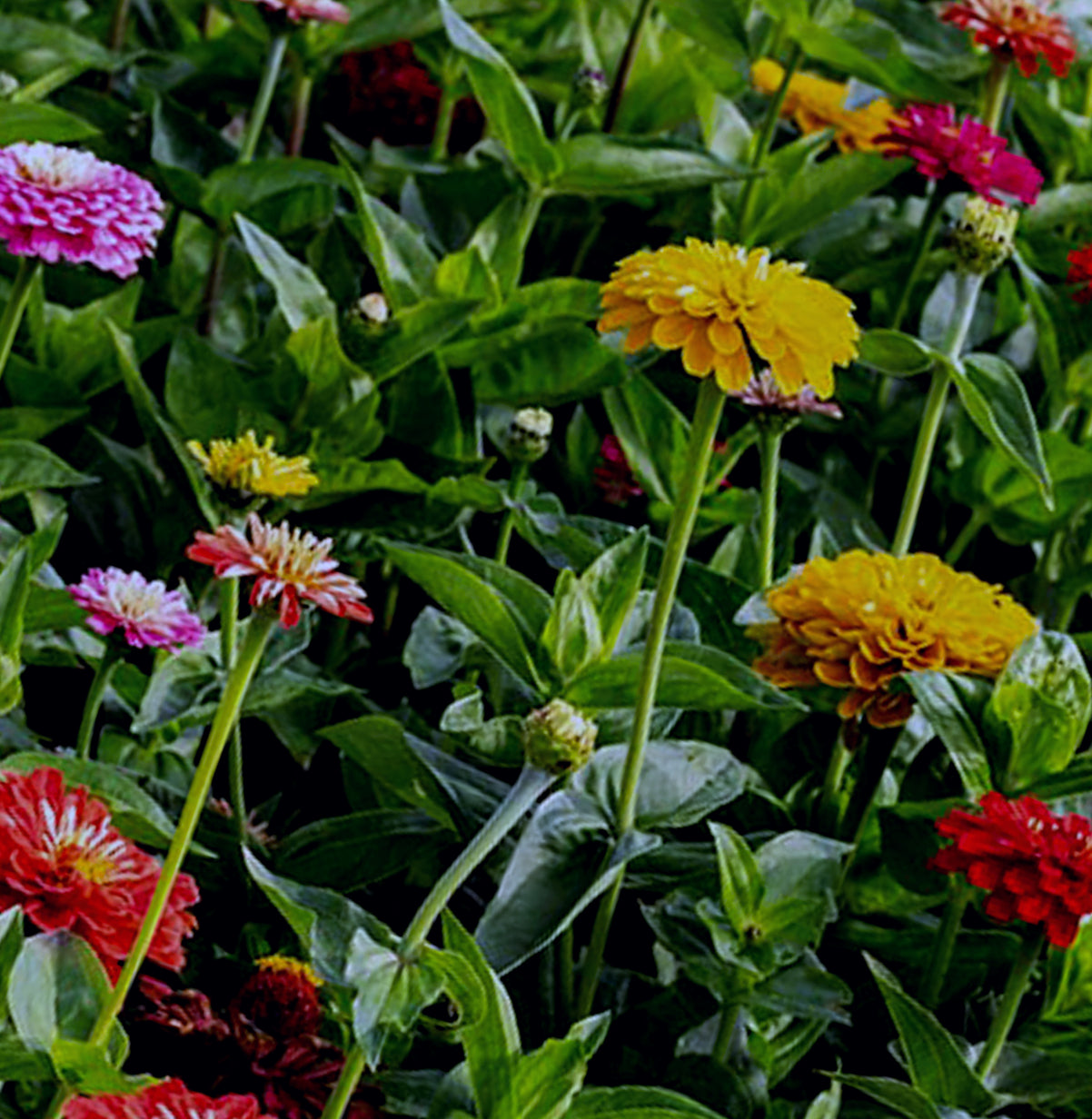 Zinnia Benarys Giant Mix