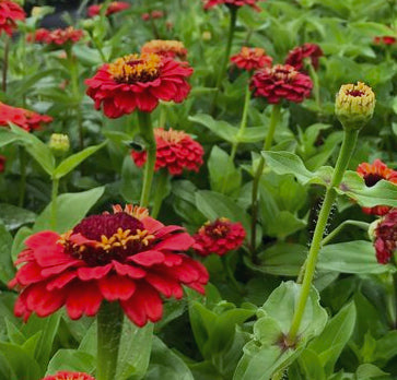 Zinnia Big Red Hybrid