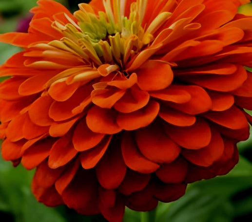 Zinnia Benary's Giant Orange