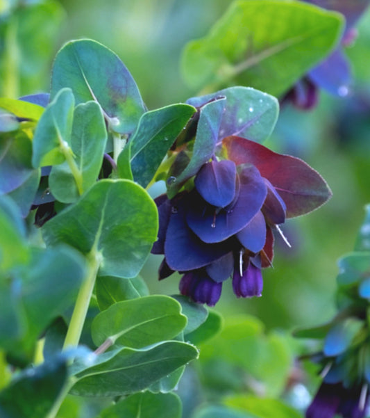 Cerinthe major purpurescens